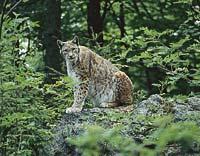 Luchs im Nationalpark bayerischer Wald