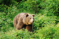 3-Sterne Aktivurlaub Bayerischer Wald