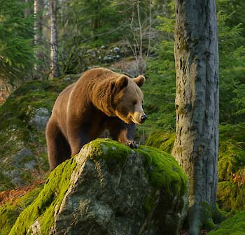 Nationalpark Bayerischer Wald Wanderhotel