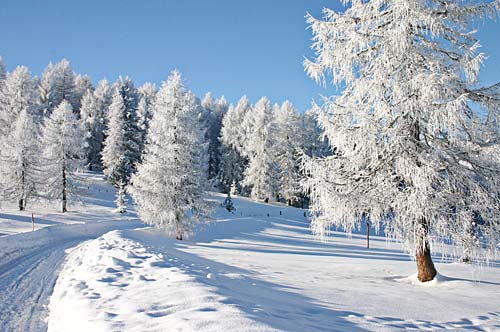 Schneebericht Bayerischer Wald